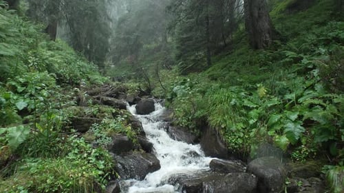Background Landscape of a Mountain River in the Forest