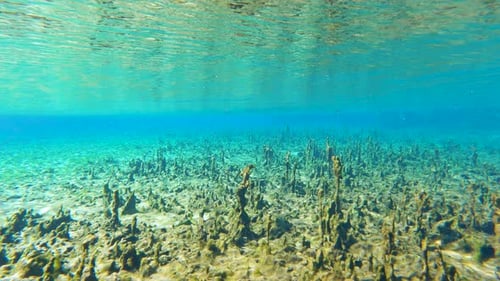 Unterwasserwelt mit Süßwassergrasvegetation Florida Springs Unterwasserlandschaft Wunderschön