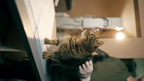 Vídeo vertical em uma clínica veterinária Veterinário massageia um gato após o procedimento e estende