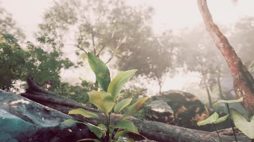 Small Plant Growing From Rock in Jungle
