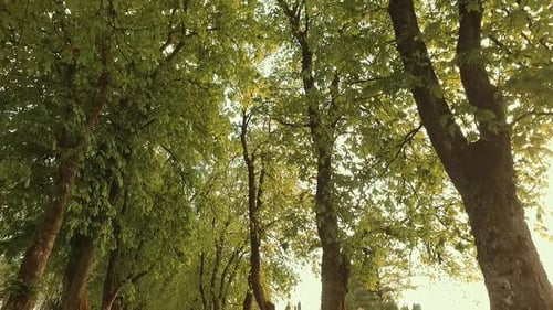 Observing Green Leaves in Forest