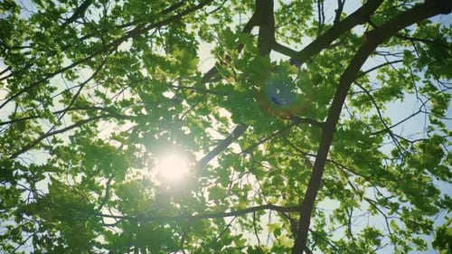 Looking Up to Sunlight Shining Through Bright Green Tree Leaves in Forest Zoom Shot