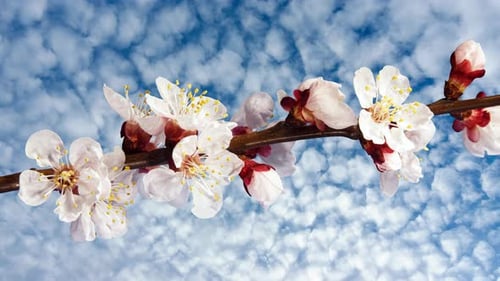 Aprikosenblüte auf einem Frühlingsbaumzweig, der im Zeitraffer auf einem Wolkenhintergrund blüht