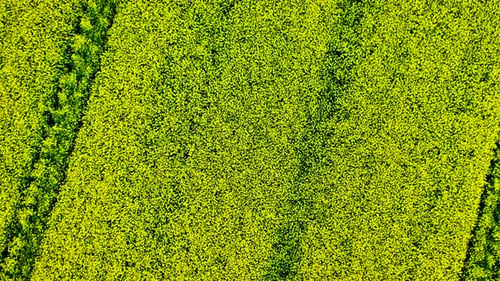 Aerial over a ripe yellow field of rapeseed in Norway. Drone overhead dolly back and rotate shot