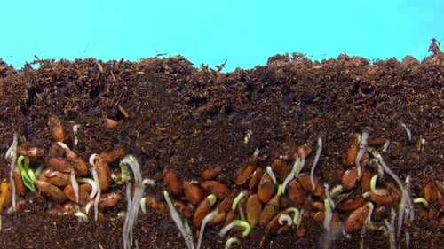 Germinating Seeds Growing Into Seedlings Time Lapse