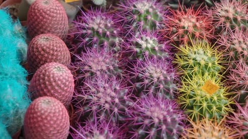 Closeup of Many Cactus in the Pots at the Market