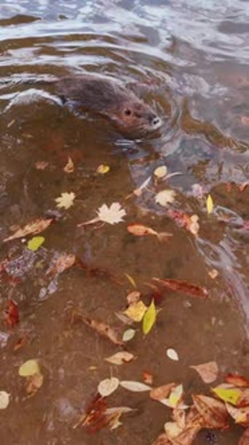 Top view of Coypu swimming in water among vivid fallen autumn leaves, slow motion