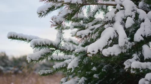 Snow covered spruce tree branches in wonderful winter forest at overcast day