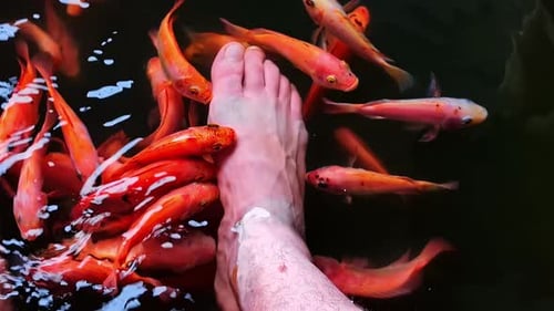 Der Fuß wird von Fischen gereinigt.