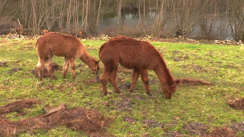 three brown alpacas standing on green meadow eating grass