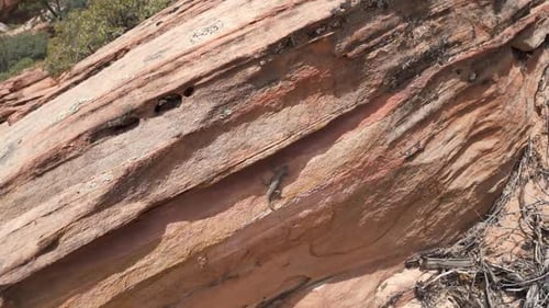 Moving to towards a lizard on the sandstone in the desert