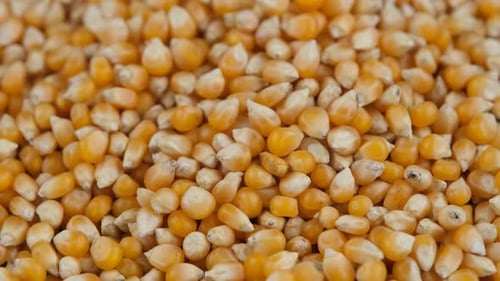 popcorn seeds