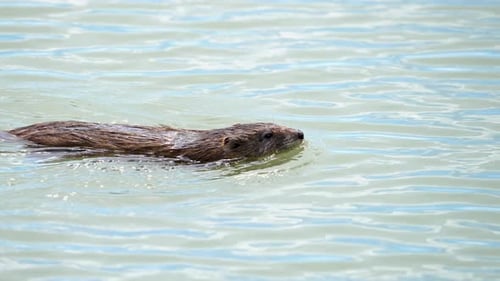 Bisamratte schwimmt durch das Wasser am Utah Lake