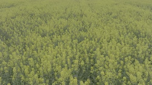 Blooming Rapeseed Field on a Sunny Day Flying Above Stunning Yellow Rape Fields in Spring Aerial
