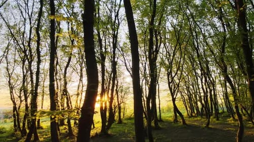 Dense Evening Forest with Tall Trees and Bright Yellow Sunlight Shining on Horizon at Sunset