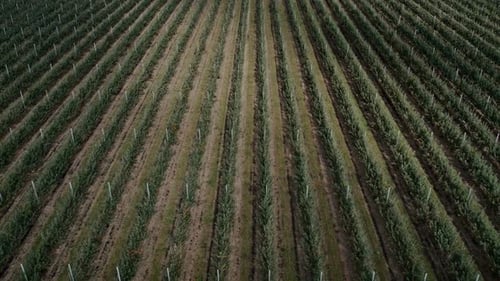 Agricultural Farmer Field with Fruit Garden of Apple Trees Planted in Smooth Row