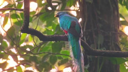 Male of Resplendent quetzal (Pharomachrus mocinno) sits on the branch