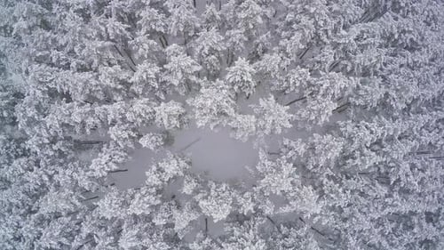 Winter Pine Woods With Falling Snow Descending Into Gap Aerial