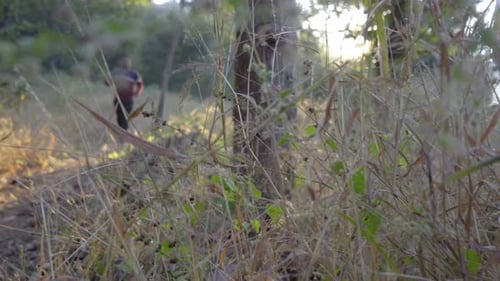 man walking coming from in deep jungle in the early morning sunlight sun rise flair in-camera reveal