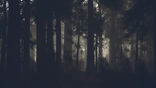 Black Tree Trunk in a Dark Pine Tree Forest