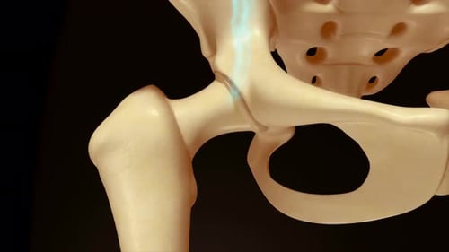 Human hip joint anatomy medical visualization
