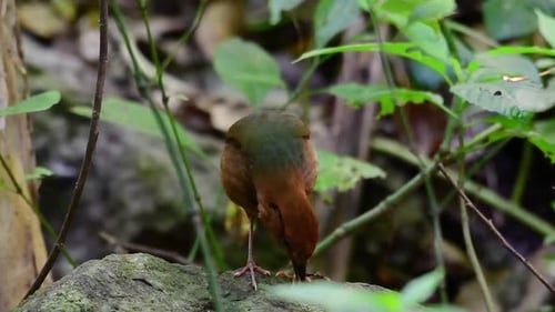 The Rusty-naped Pitta is a confiding bird found in high elevation mountain forests habitats, there a