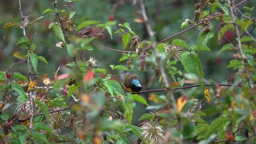 Schöner männlicher Grünschwanz-Sonnenvogel (Aethopyga nipalensis)