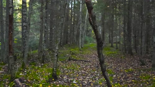 FPV or first person view of walking in a scary and spooky autumn forest with fallen leaves and trees