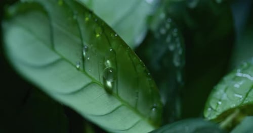 Water Drop on Green Leaves Ecology Fresh Water Drops On Leaves Eco Droplets