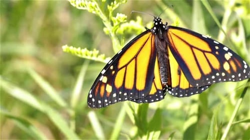 Le papillon monarque fléchit ses ailes sous la lumière du soleil d'été, gros plan