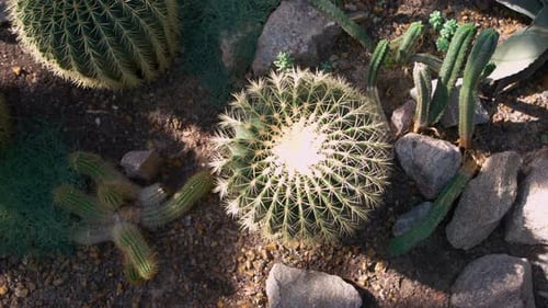 Close Up Top View of Beautiful Green Cactuses Growing Among Stones