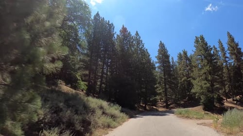 Driving under and between the trees in along a mountain road in a dense forest - driver point of vie
