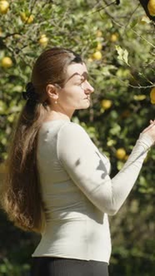 Woman Gathering Lemons from Lemon Tree
