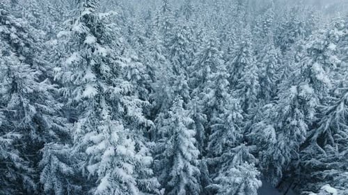 Amazing Winter Scene for Copy Background Cinematic View of Frozen Spruce Forest