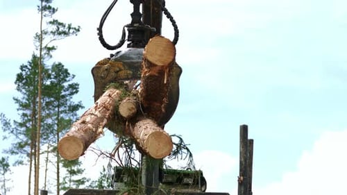 Work at Wood Processing Factory. Pine Trees Logs Felled by Logging Timber