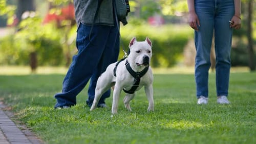 beautiful white dog pit bull staffordshire terrier on a walk in the park on a leash near the summer
