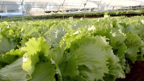Growing lettuce in hydroponic farm greenhouse, showcasing sustainable agriculture, copy space