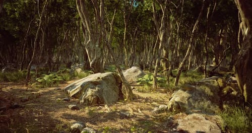 Explore a Serene Forest Setting with Lush Greenery and Rocky Terrain