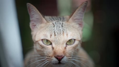 Nahaufnahme einer streunenden Katze mit Bokeh-Hintergrund.