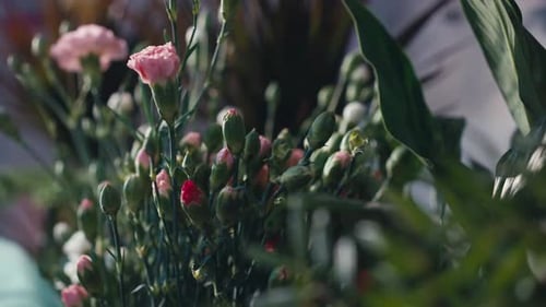 Closeup Pink Flower Buds on Green Stems Indoors Closeup Floral Decoration in Flower Shop with No