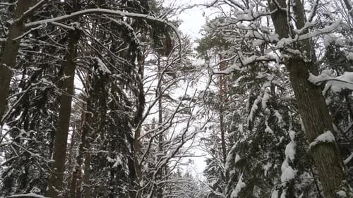 Winter forest with a lot of snow on trees.