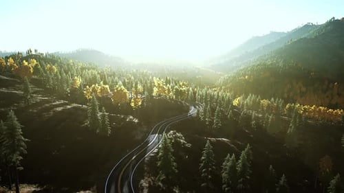 An Empty Road Winding Through a Beautiful Forest at Sunset