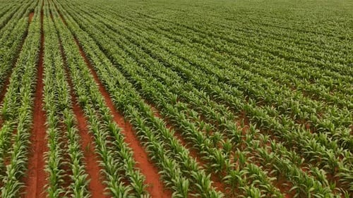 Drone aerial view flying over green maize crop farmland