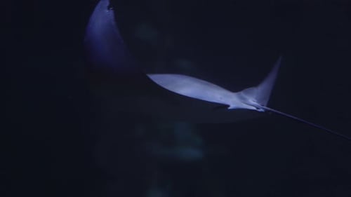 Manta ray swimming in dark water slow motion