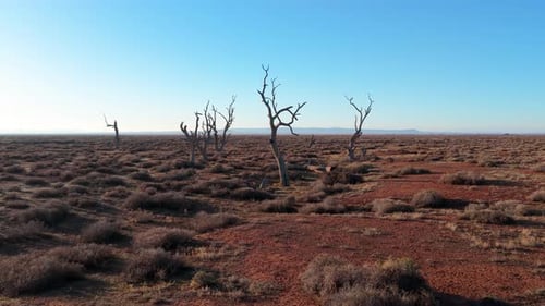 Low Drone Flight Toward Dead Trees in Arid South Australian Outback