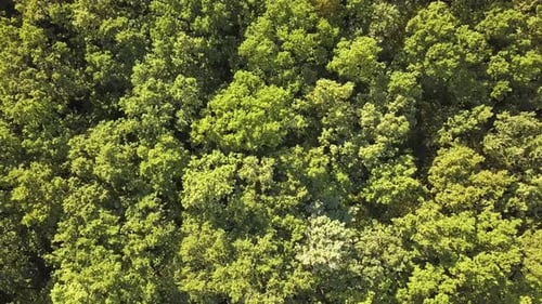 Top Down Aerial View of Green Summer Forest with Many Fresh Trees