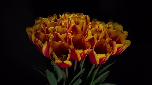 Bouquet of Vibrant Tulips on Black Background