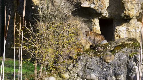 two big cat exploring the nature, european wildcat (Felis silvestris silvestris) walking on rock in