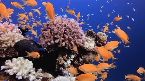 Tropical Underwater Fish