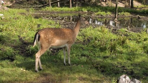 Young Fallow Deer Gracefully Wandering Through a Lush Grassy Field